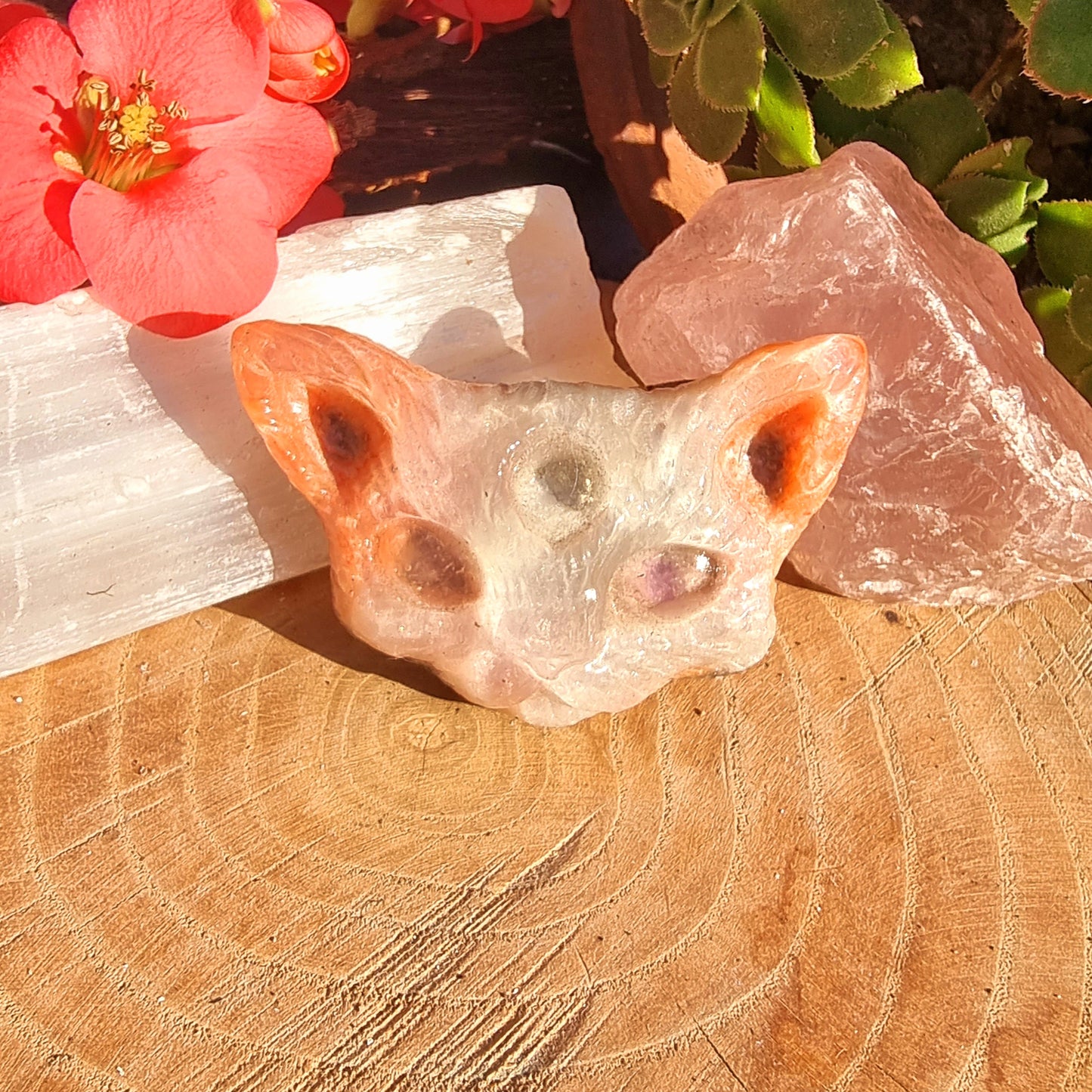 Gato Egipcio Transmutador